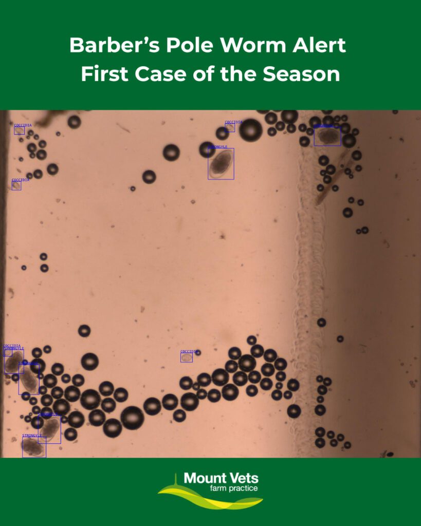 Barber's Pole Worm - July 2025 Newsletter | Mount Vets Farm