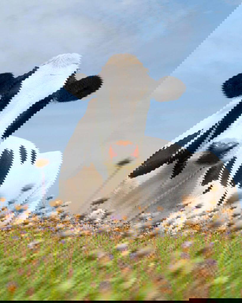 Heat Stroke in cows - July 2025 Newsletter | Mount Vets Farm