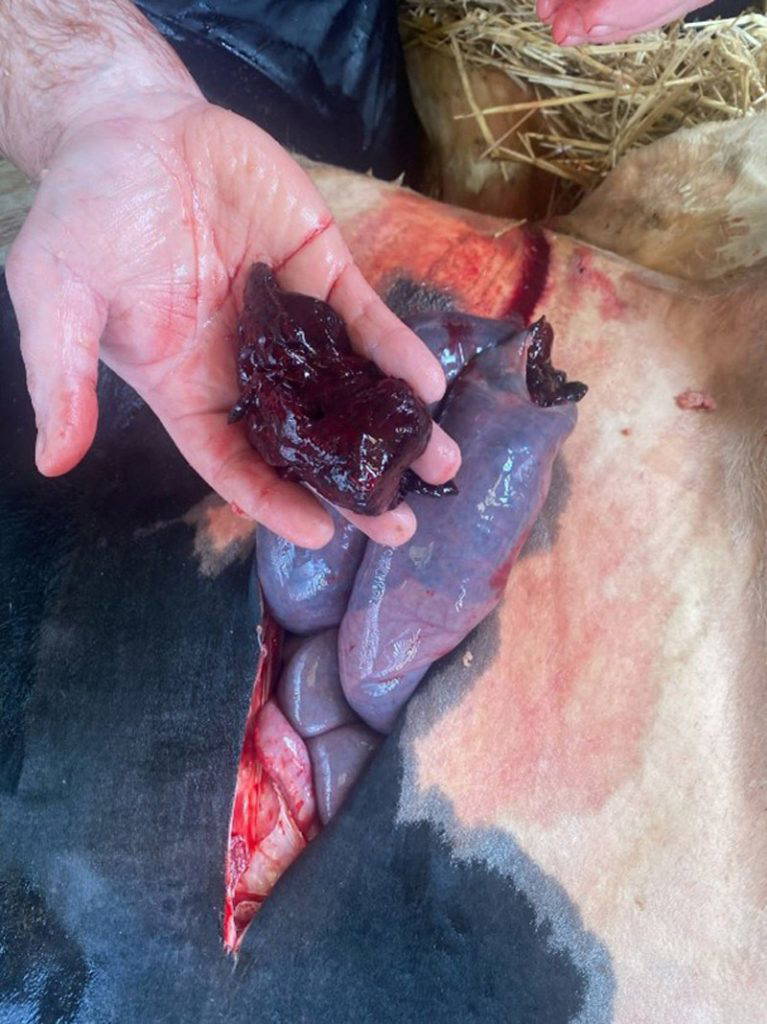 Mount Vets Farm | March 2026 newsletter