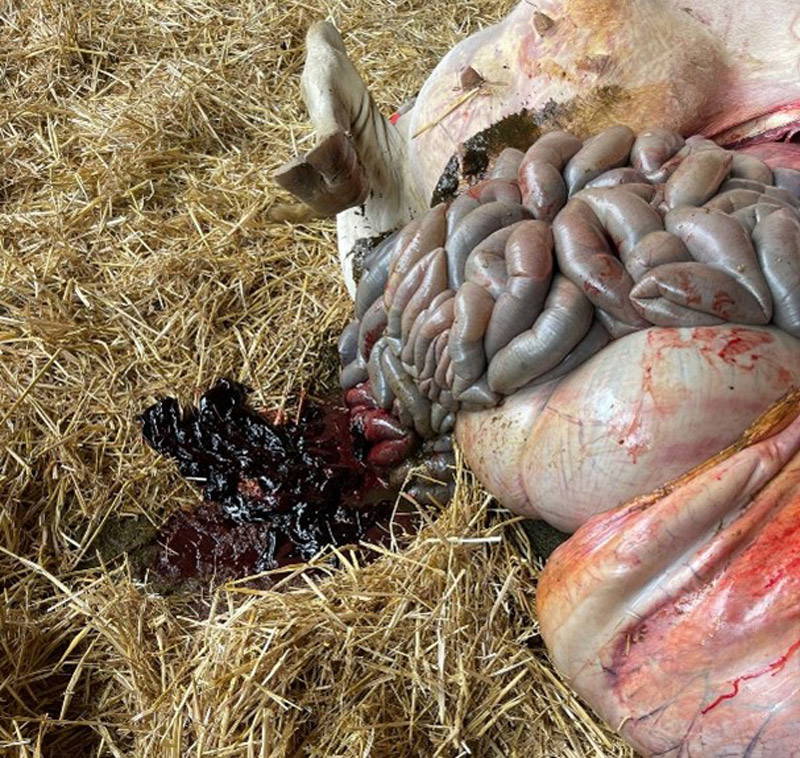 Mount Vets Farm | March 2026 newsletter